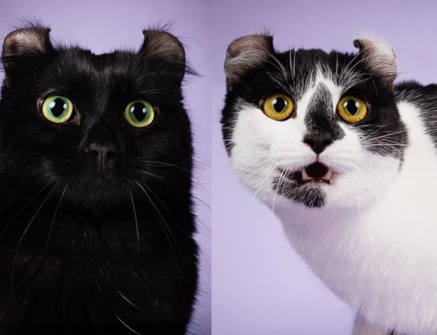 American curl poezen | lief | gezond | stamboom | geholpen, Poes