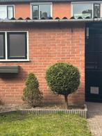 Gratis conifeer en bol op stam (zelf uitgraven), Tuin en Terras, Ophalen, Overige soorten, 100 tot 250 cm