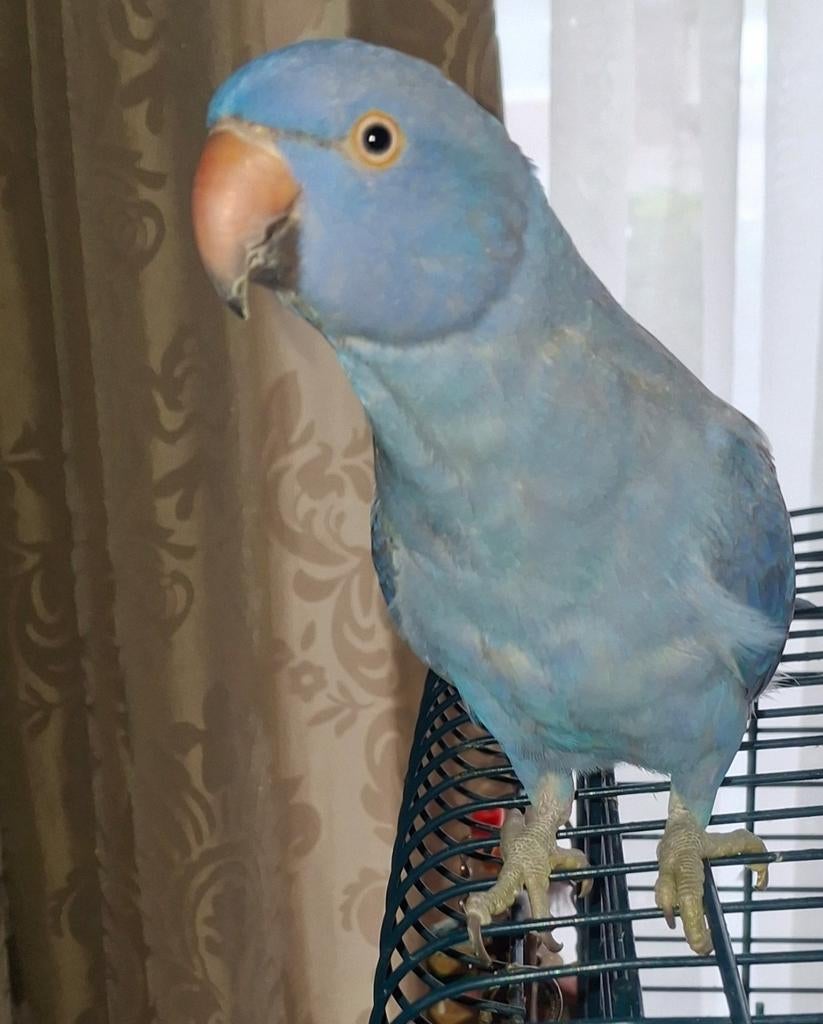 Tam halsbandparkiet, Dieren en Toebehoren, Vogels | Parkieten en Papegaaien, Geslacht onbekend, Parkiet, Tam