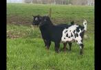 Twee prachtige blackandtan geiten, Dieren en Toebehoren, Schapen, Geiten en Varkens, Vrouwelijk, Geit, 0 tot 2 jaar