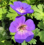 Paars bloeiende geranium | ooievaarsbek, Tuin en Terras, Planten | Tuinplanten, Ophalen, Bodembedekkers, Vaste plant, Halfschaduw