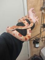 Lieve rattenslang, Dieren en Toebehoren, Reptielen en Amfibieën, Slang, Tam, 7 tot 10 jaar