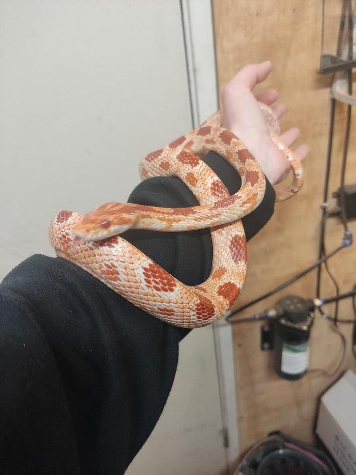 Lieve rattenslang, Dieren en Toebehoren, Reptielen en Amfibieën, Slang, 7 tot 10 jaar, Tam