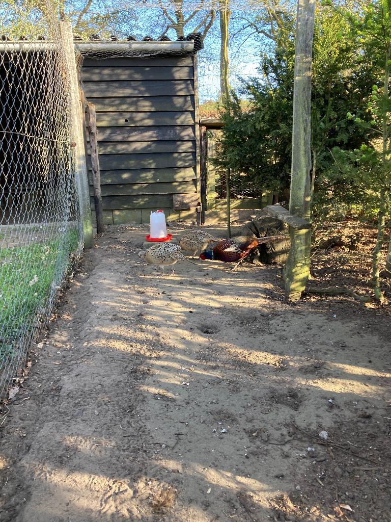 Bosfazant eieren, Geslacht onbekend, Overige soorten