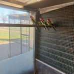 Te koop 8 pracht rosella.s, Mannelijk, Parkiet, Geringd
