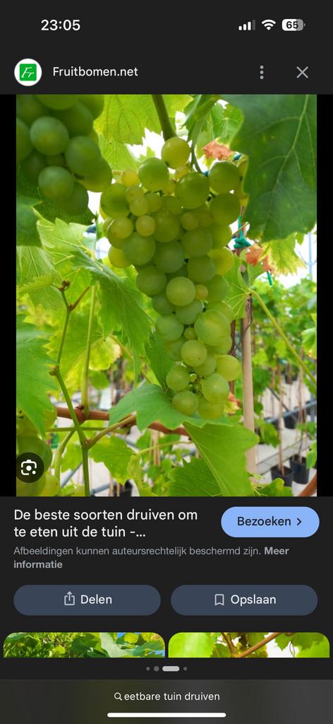 Gezocht: gratis fruitbomen, notenboom,eetbare vruchtenstruik, Ophalen, Minder dan 100 cm, Appelboom, Lente