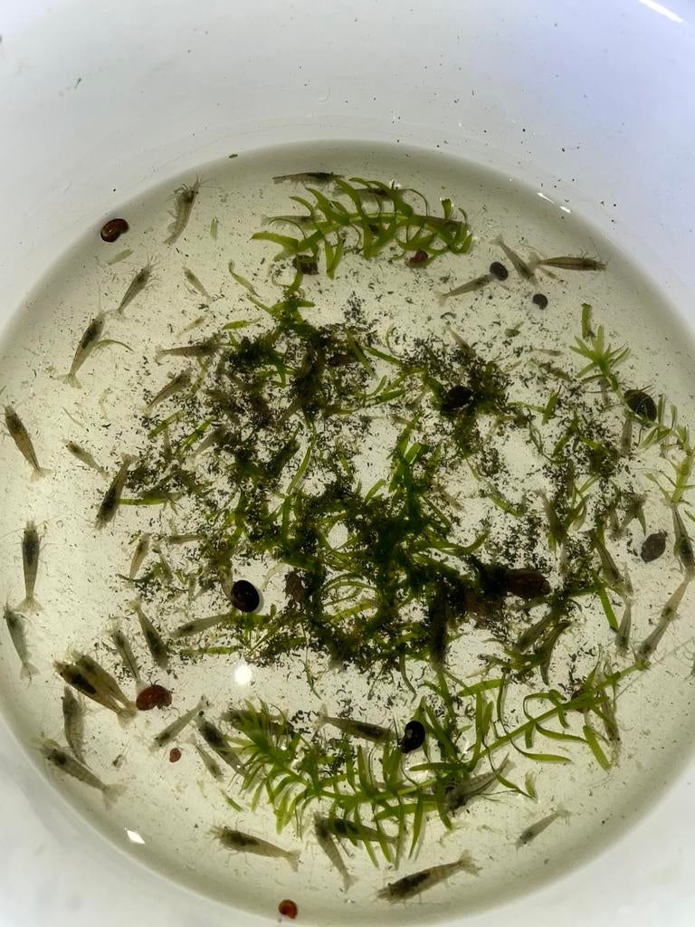 Garnalen, Kreeft, Krab of Garnaal, Zoetwatervis