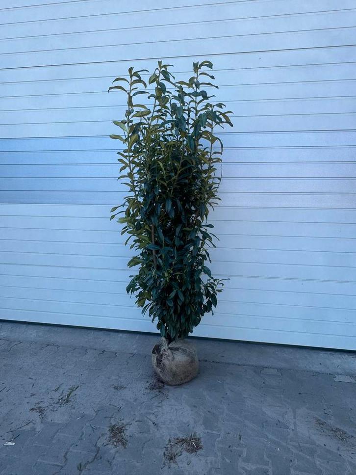 Prunus Genolia Laurier - Smalle, Opgaande Haagplant 180-200c, Tuin en Terras, Planten | Struiken en Hagen, Haag, Laurier, Ophalen
