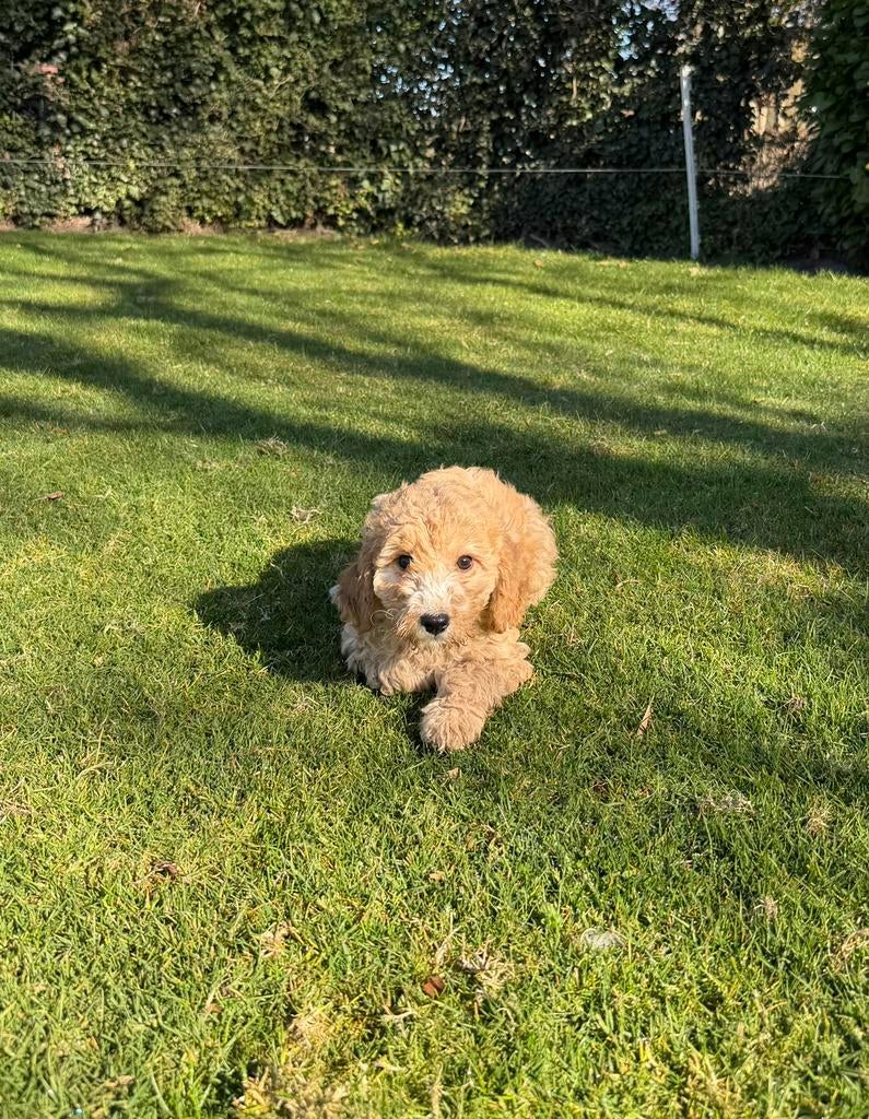 Mini Doodle (Dwerg Poedel x Mini Labradoodle) pups, Poedel, Parvo, Nederland, 8 tot 15 weken