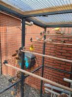 14 mooie zebravinken uit volière, Dieren en Toebehoren, Vogels | Kanaries, Meerdere dieren, Kleurkanarie