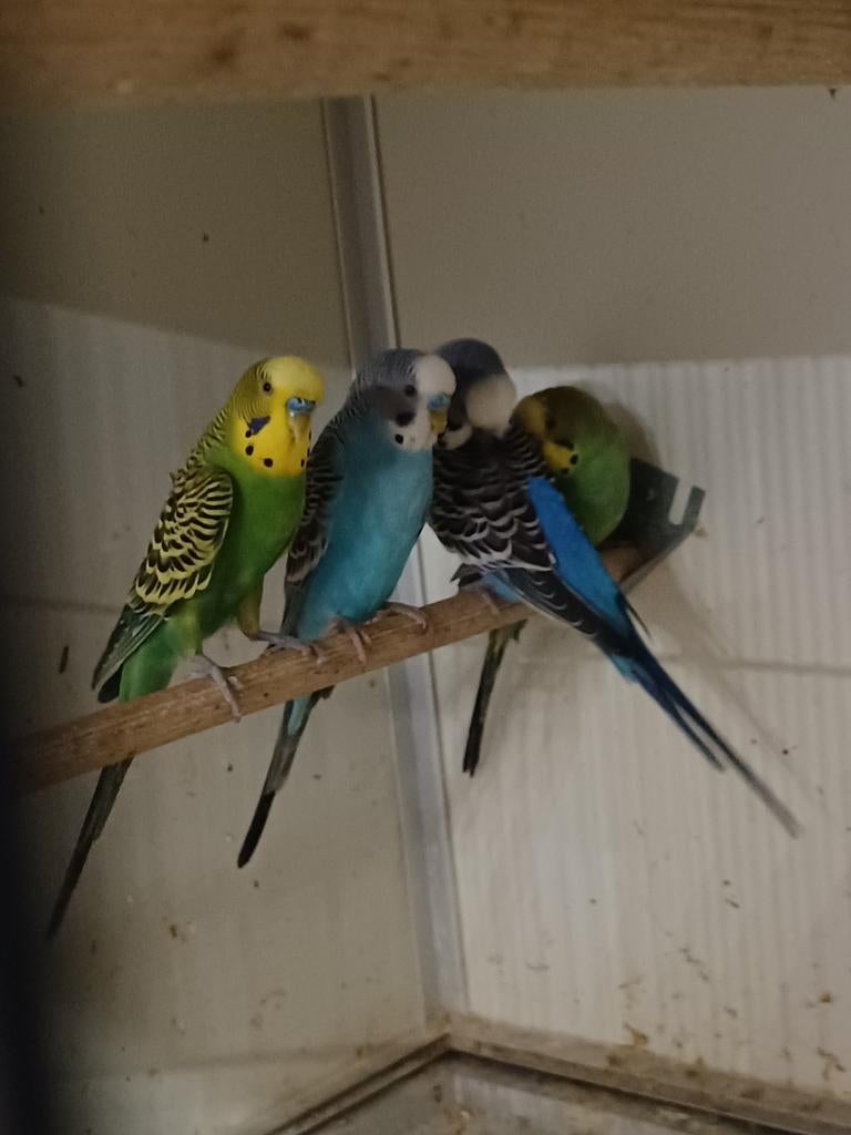 Diverse Grasparkieten mannen, Dieren en Toebehoren, Vogels | Parkieten en Papegaaien, Meerdere dieren, Parkiet