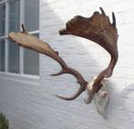 Groot DAMHERT GEWEI compleet met kiezen - valwild (ref. J)