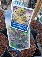 Albizia Julibrissin 'Summer Chocolate' in pot, In pot, Leiboom, Halfschaduw, Ophalen of Verzenden