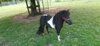 Enkele super mooie shetlanders te koop, Dieren en Toebehoren, Pony's, Met stamboom, Niet van toepassing, 0 tot 2 jaar, A pony (tot 1.17m)