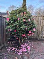 Camellia boom, Ophalen, Volle zon, Overige soorten