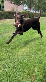 DEKREU LABRADOR, Dieren en Toebehoren, Reu, 1 tot 2 jaar, Parvo, Eén hond