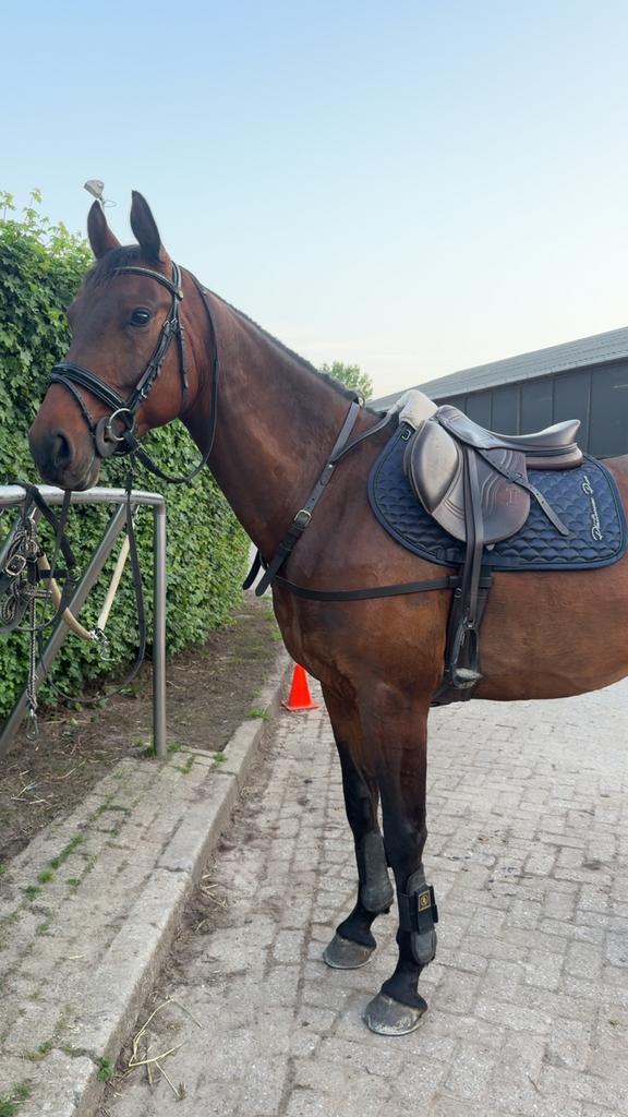 Recreatie ruin te koop, Dieren en Toebehoren, Paarden, Ruin, Recreatiepaard