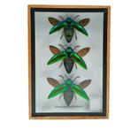 Opgezette insect Sternocera 3x  in houten lijst, Ophalen of Verzenden, Nieuw, Insect, Opgezet dier