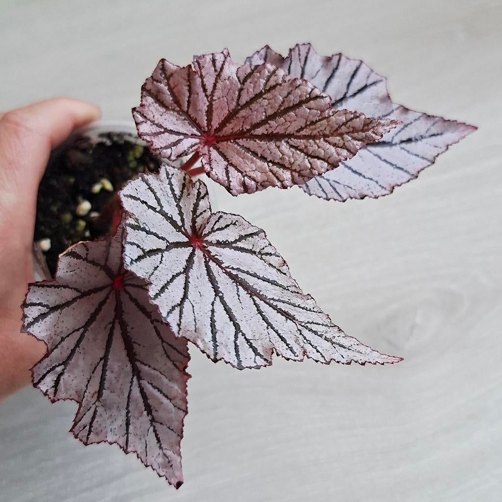 Begonia Ashura zeldzaam plant, Ophalen of Verzenden, Halfschaduw, Minder dan 100 cm
