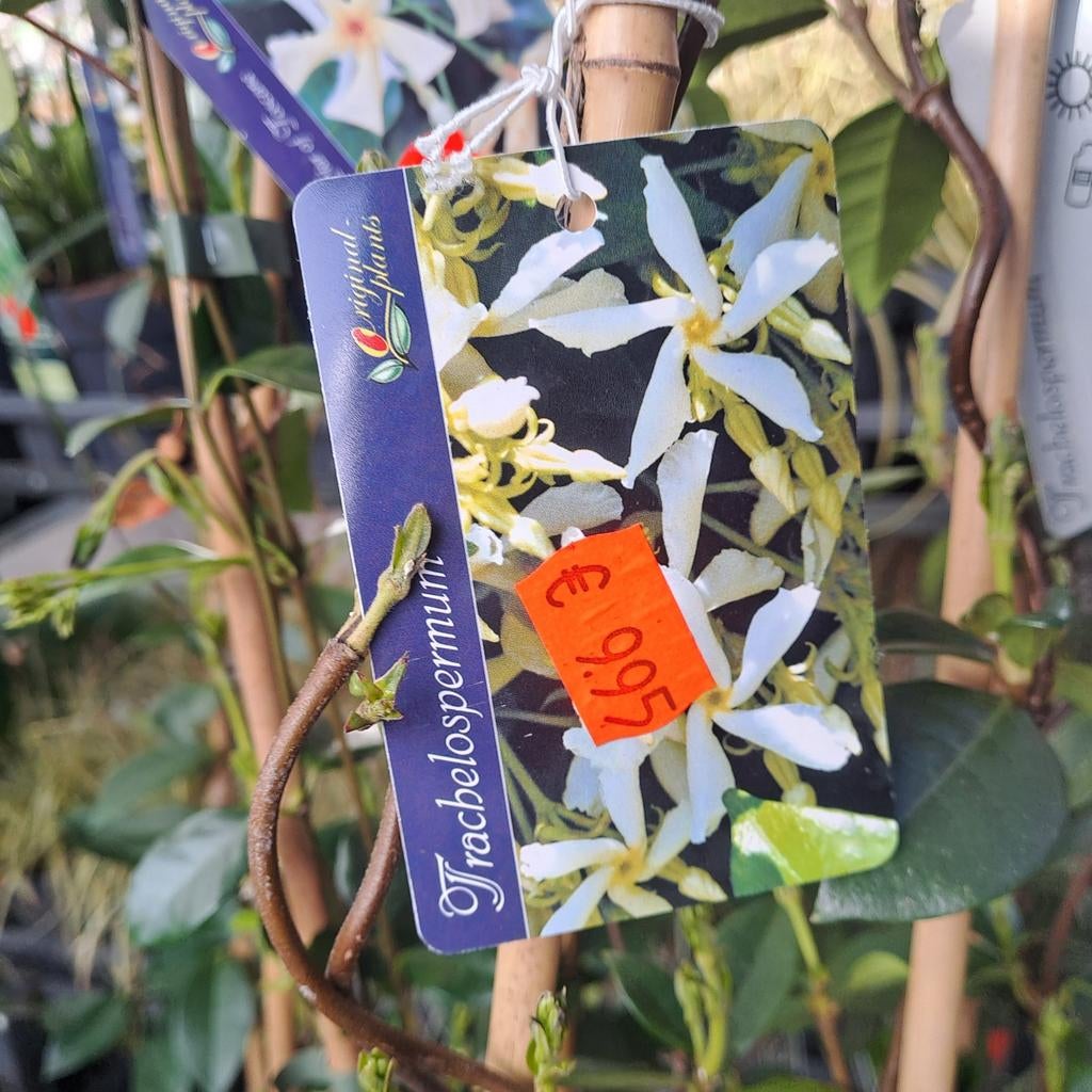 Toscaanse jasmijn 120cm wit, geel, roze, Ophalen, Overige soorten, Volle zon