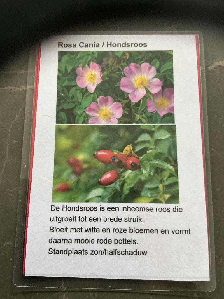 Hondsroos Rosa Canina PAUL’S PLANTJES, Ophalen, Overige soorten, Struik, 100 tot 250 cm