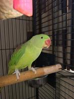 Groot Alexander parkiet, Vrouwelijk, Parkiet, Geringd