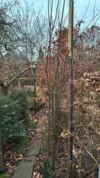 Te koop 5 stuks lindeboom en twee beuken, Tuin en Terras, Planten | Bomen, Ophalen of Verzenden, Bloeit niet, Overige soorten