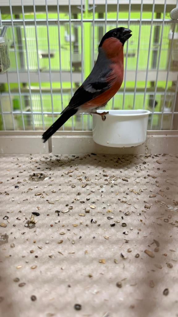 Europese Kleine Goudvink Mannen, Mannelijk, Wildzangvogel, Geringd