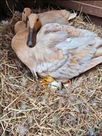 Broedeieren prachtige blauw beige loopeenden en zwart, Dieren en Toebehoren, Pluimvee, Eend