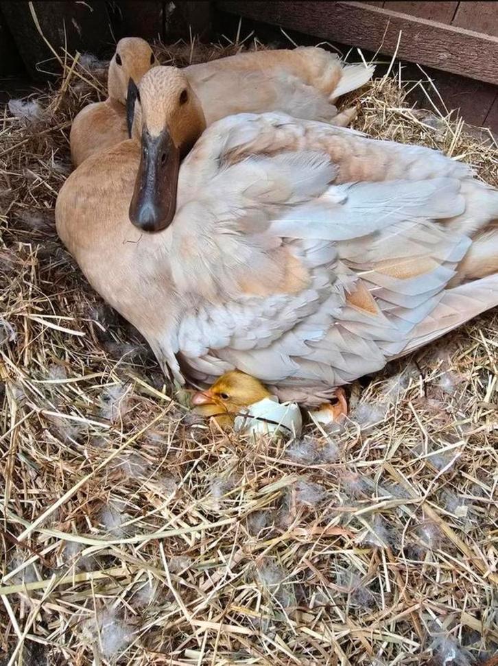 Broedeieren prachtige blauw beige loopeenden en zwart, Dieren en Toebehoren, Pluimvee, Eend