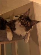 14 Maanden, Maine Coon Poes - Ami, Dieren en Toebehoren, Katten en Kittens | Overige Katten, Poes, Langharig, 0 tot 2 jaar