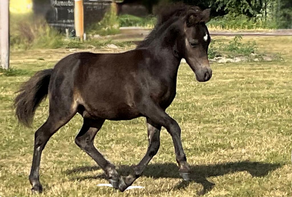 Mooie NMPRS hengstveulen/jaarling, Dieren en Toebehoren, Met stamboom, Niet van toepassing, 0 tot 2 jaar, Hengst