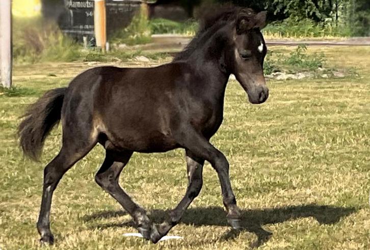 Chique NMPRS hengstveulen/jaarling en 3 jarige valk merrie, Dieren en Toebehoren, Pony's, Hengst, Niet van toepassing, A pony (tot 1.17m)