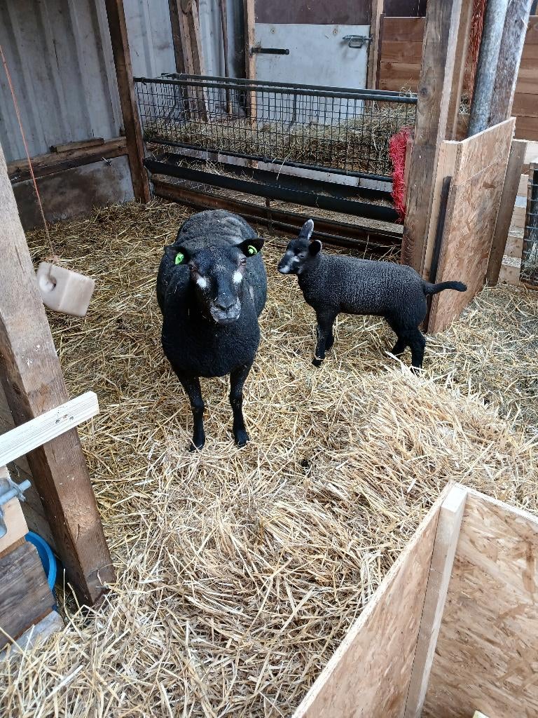 Te koop schaap met ramlam., Vrouwelijk, Schaap, 0 tot 2 jaar