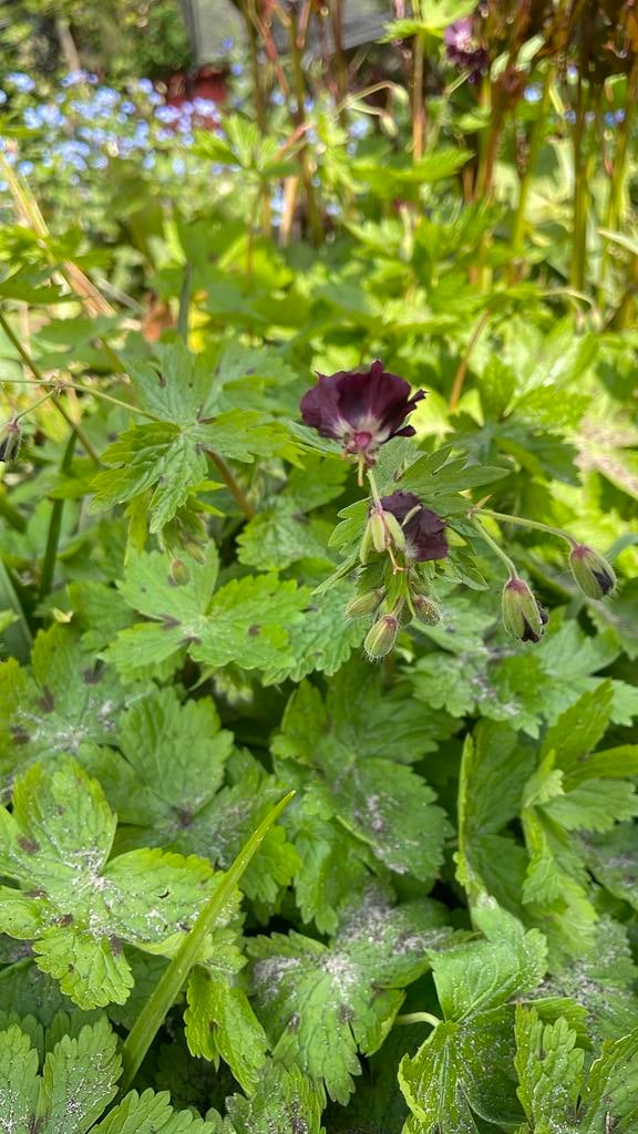 Geranium paarsof roze, Ophalen of Verzenden, Bodembedekkers, Volle zon