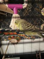 Jonge grasparkiet van november, Dieren en Toebehoren, Geslacht onbekend, Parkiet, Tam