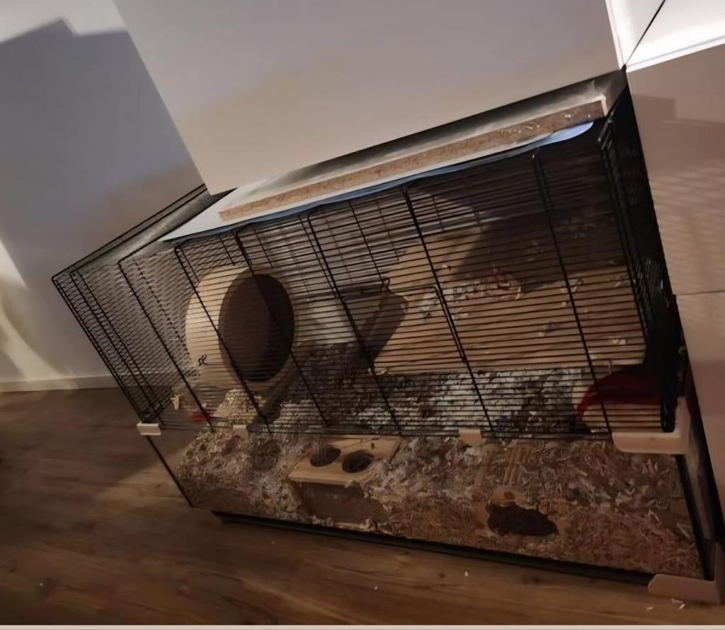 Syrische goudhamster mannetje 1 jaar, Dieren en Toebehoren, Knaagdieren, Hamster, Mannelijk, Januari, Tam