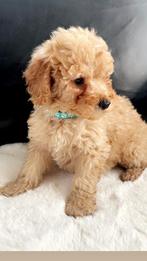 Toypoedel , Zeer knap in een zeer mooie kleur  abricot, Dieren en Toebehoren, Honden | Chihuahua's en Gezelschapshonden, Poedel