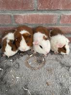 Jonge rexcavia’s, Dieren en Toebehoren, Cavia, Mannelijk, Januari, Tam