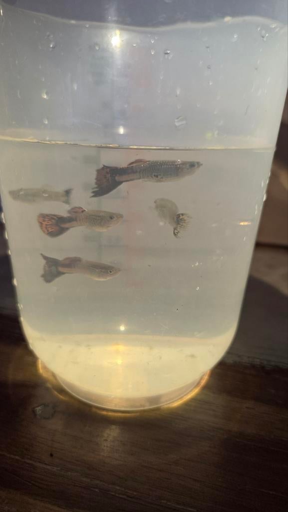 Diverse guppen, gratis af te halen., Dieren en Toebehoren, Vis