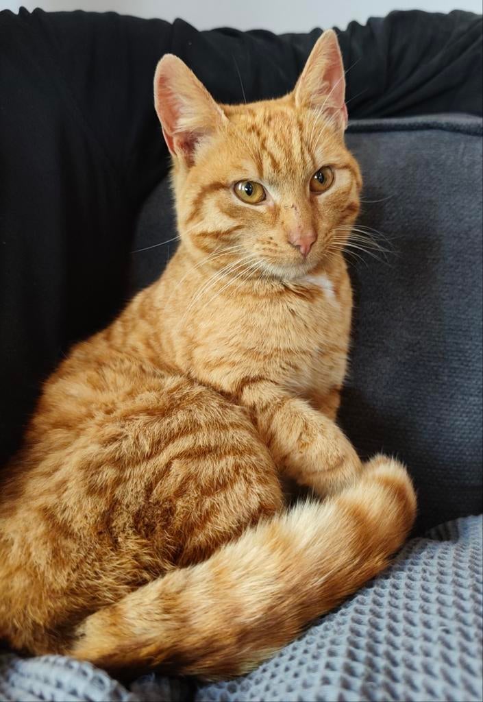 Rode kat (jonge kater), Kater