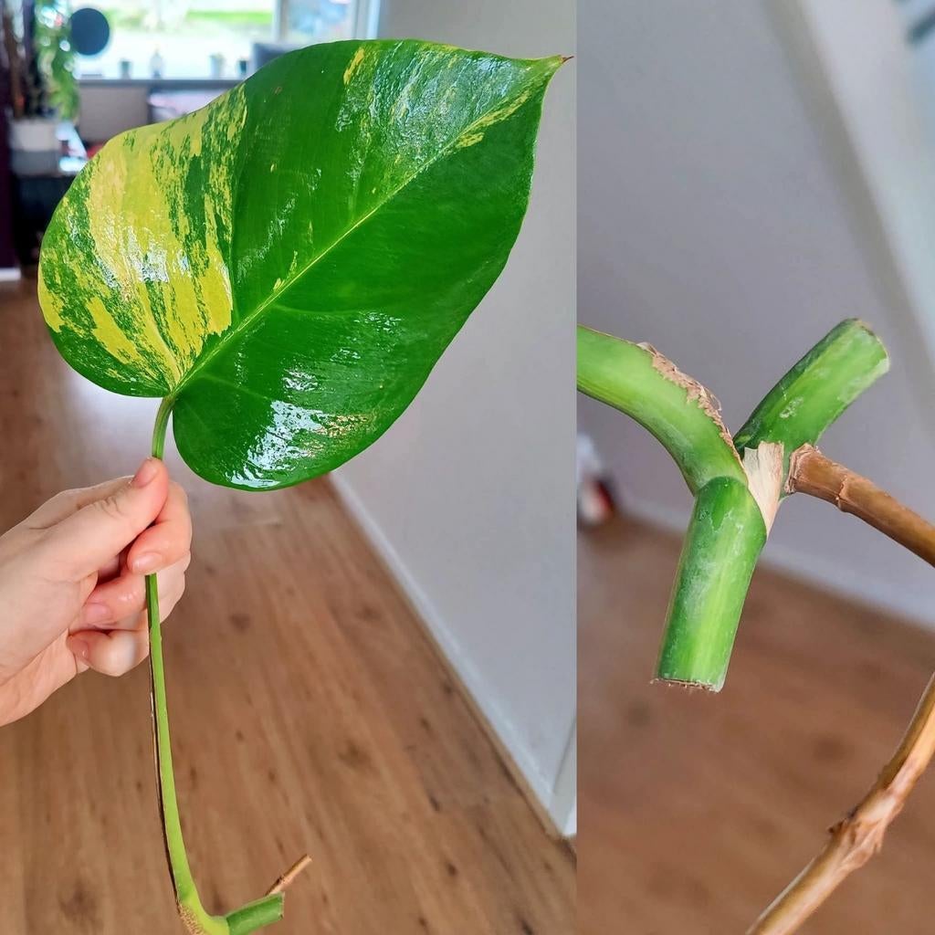 Monstera Aurea yellow variegata stek, Huis en Inrichting, Kamerplanten, Ophalen, Halfschaduw, Minder dan 100 cm