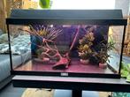 Juwel aquarium monolux 60 incl toebehoren (TEAB), Ophalen, Gebruikt, Leeg aquarium