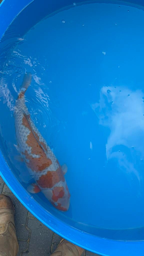 te koop ochiba, Karper of Koi