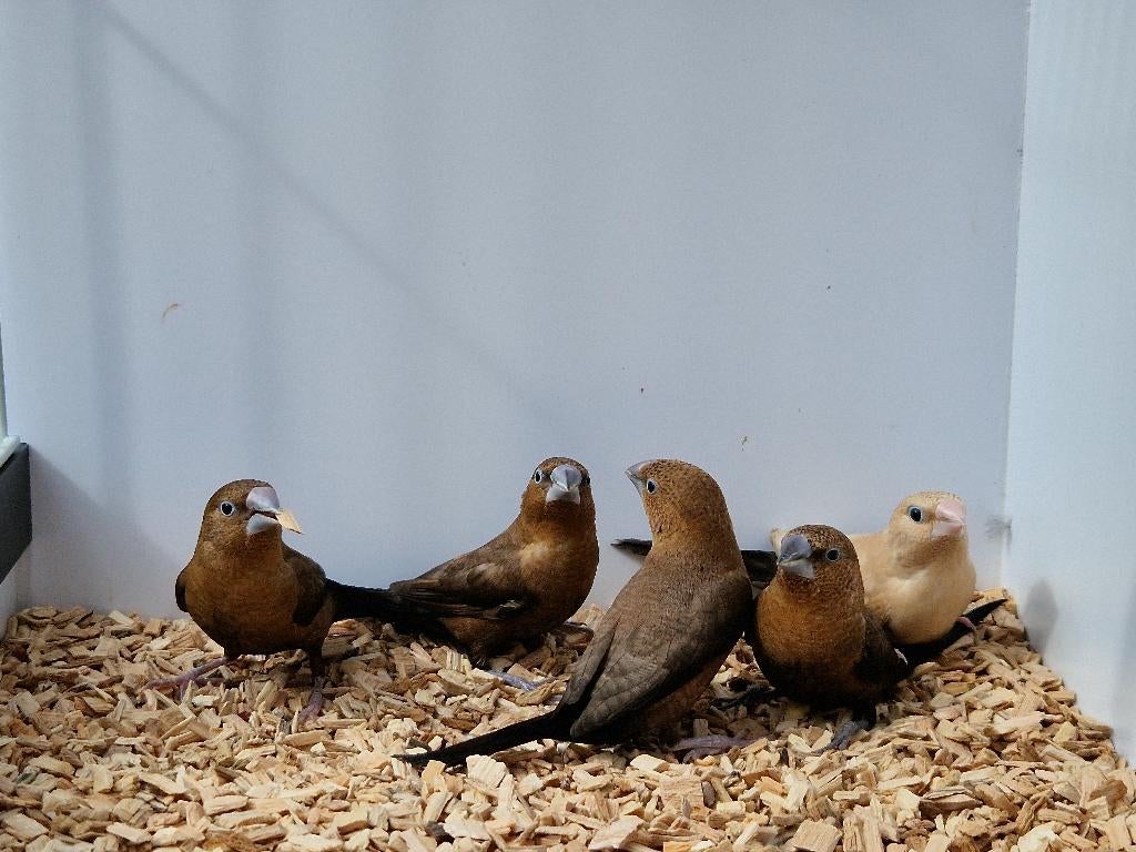 Zilverbekjes | Tropische vogels | Passend advies, Meerdere dieren, Kleurkanarie
