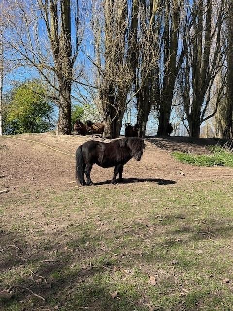 Prachtige lieve, speelse shetland pony, Dieren en Toebehoren, Pony's, Hengst, Niet van toepassing, A pony (tot 1.17m), 3 tot 6 jaar