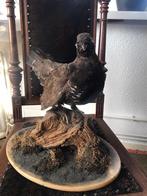 Opgezette Auerhaan - Uniek Decoratiestuk, Ophalen