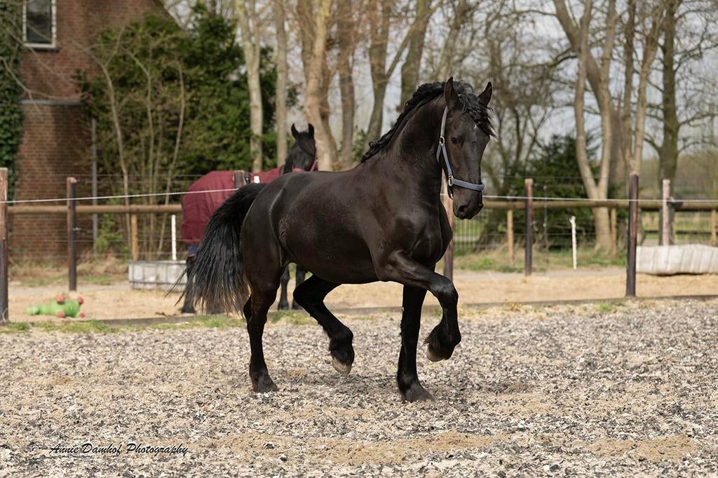 Bloedmooie 2 jarige hengst, Dieren en Toebehoren, Hengst, Dressuurpaard, 0 tot 2 jaar