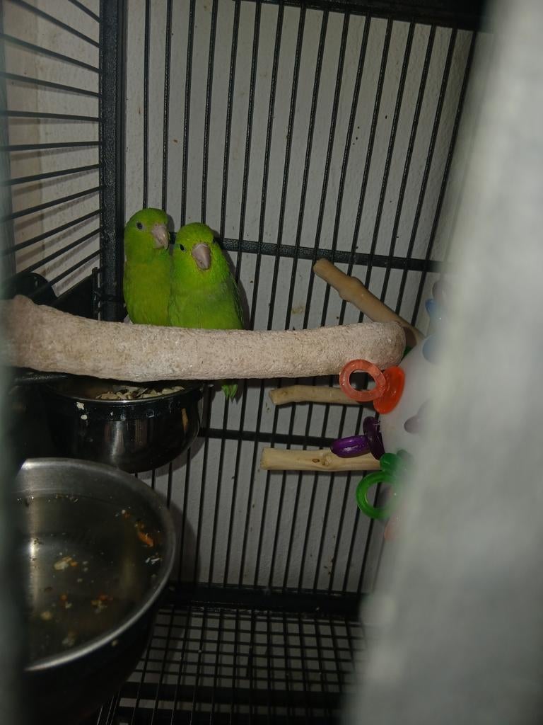 Jong Koppel forpussen / muspapegaai, Dieren en Toebehoren, Meerdere dieren, Dwergpapegaai of Agapornis, Geringd