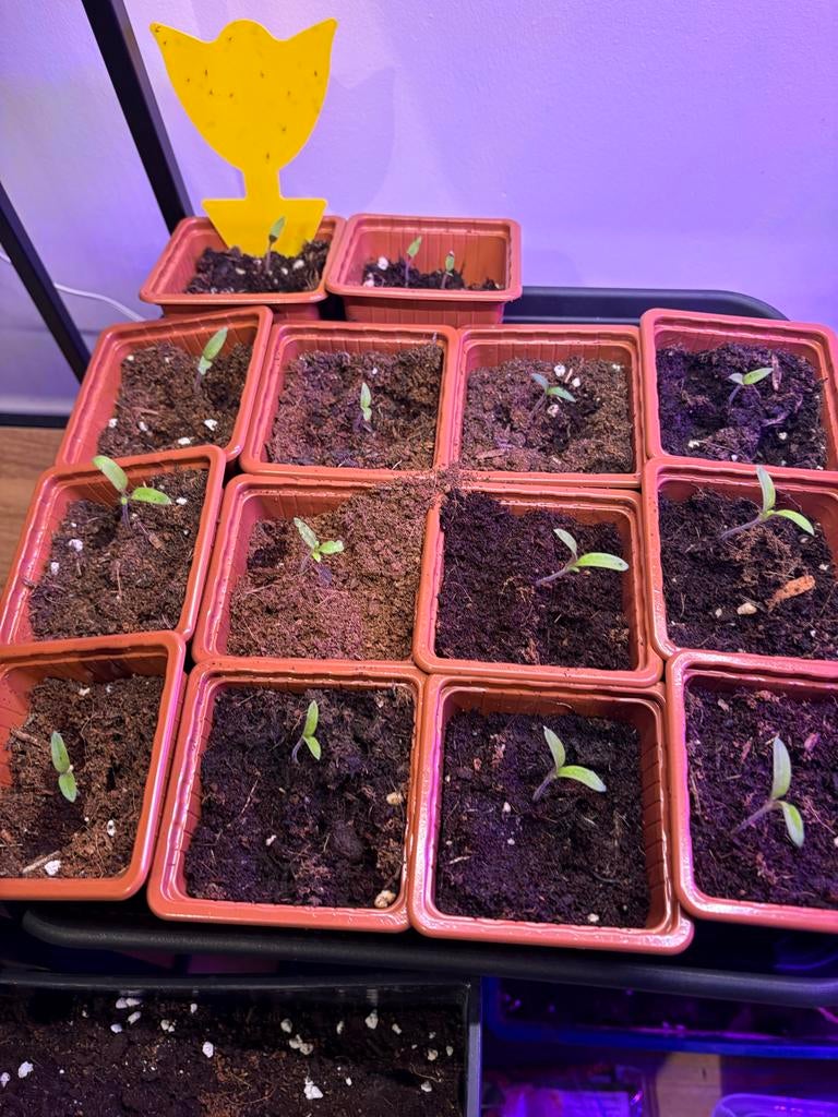 Groente bloemenzaailingen tomaat goudsbloem paprika eggplant, Ophalen of Verzenden, Eenjarig, Groenteplanten, Volle zon